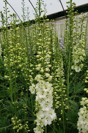 Hybrid Delphinium White 